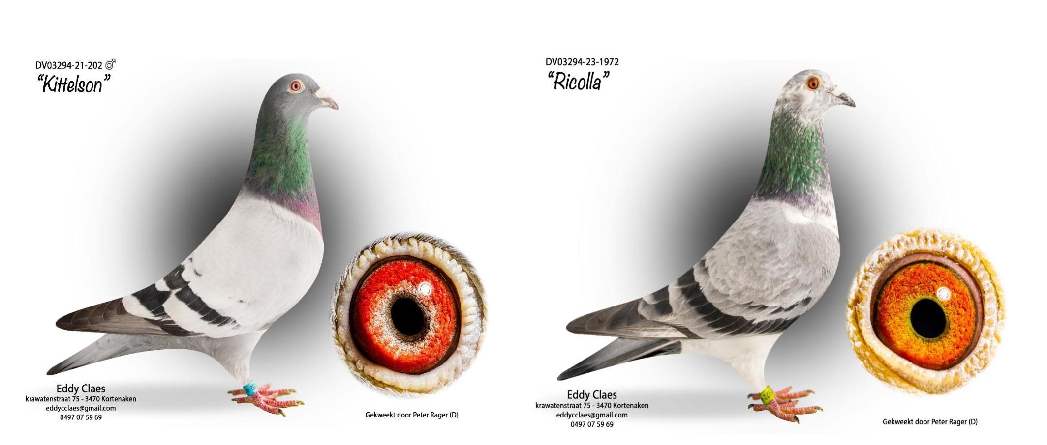 kittelson-vs-ricolla-2 klein