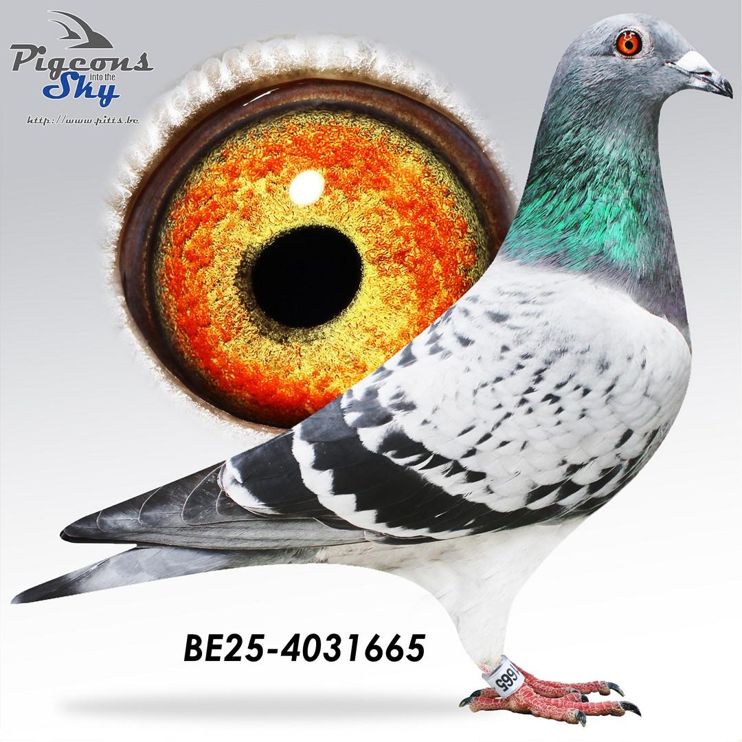 BE25-4031665