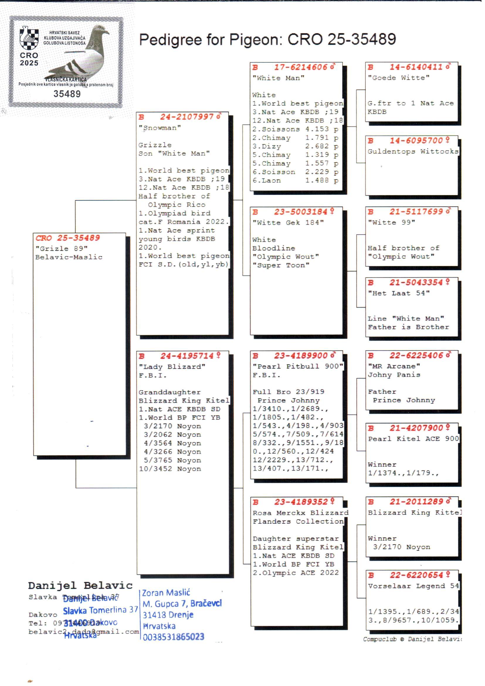 pedigree Gr.child famous "White Man" René Vervoort- Original Danijel Belavic