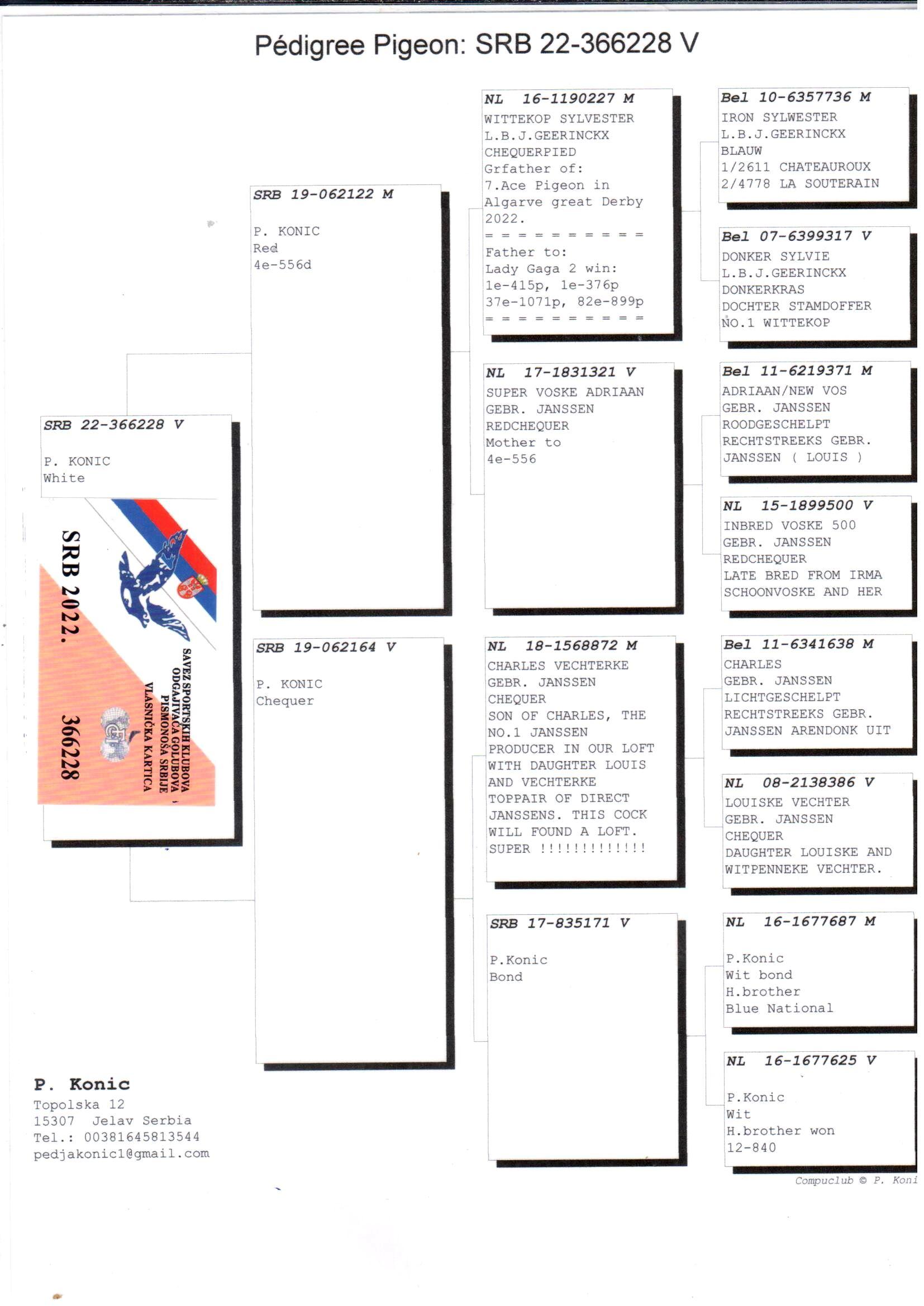 pedigree Zoon Wittekop Sylvester x Dochter Charles Vechterke - Original P. Konic