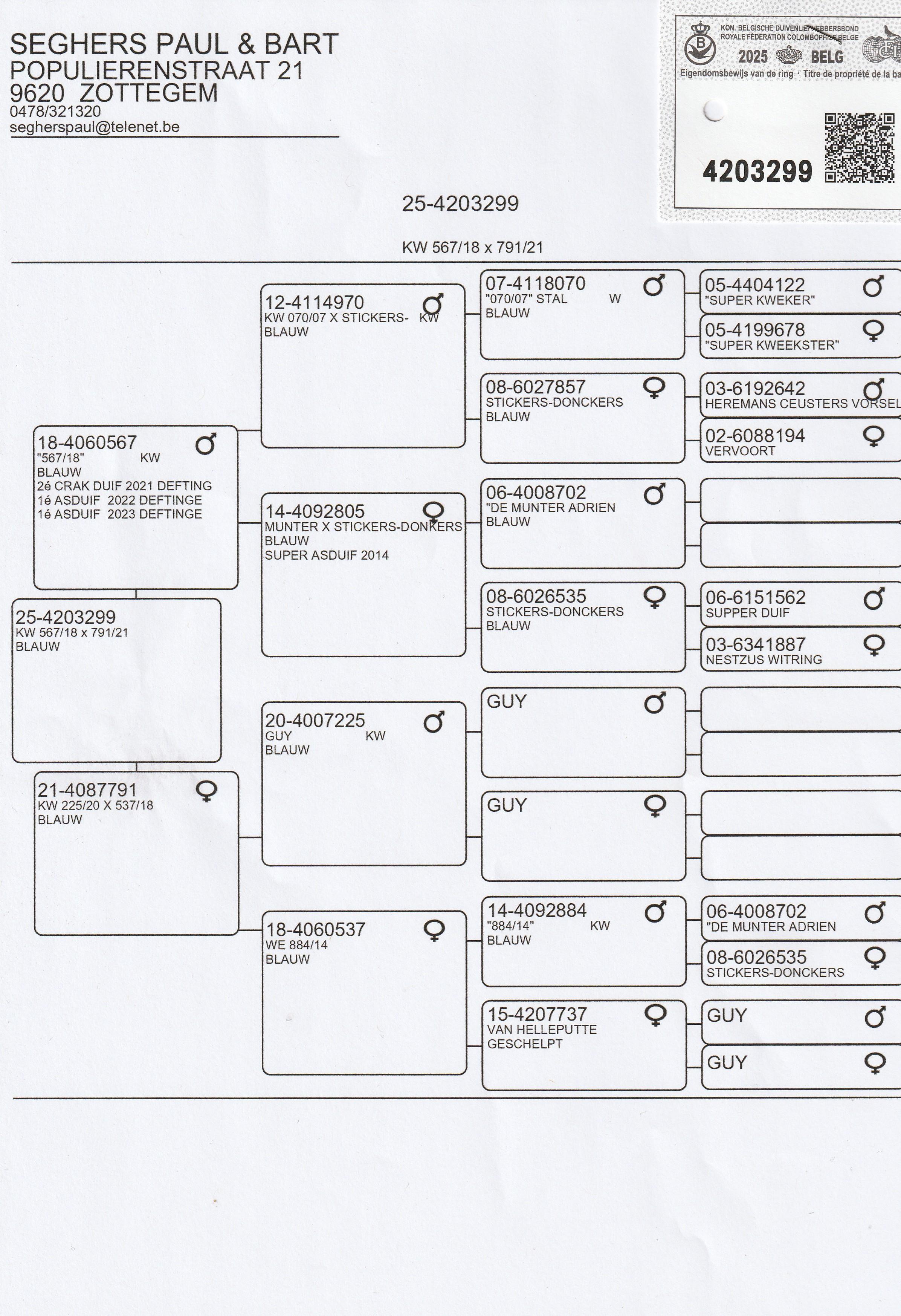 pedigree Seghers Paul en Bart (St Goriks-Oudenhove) schenken een laat jong duivin 2025 ter plaatse !!. 