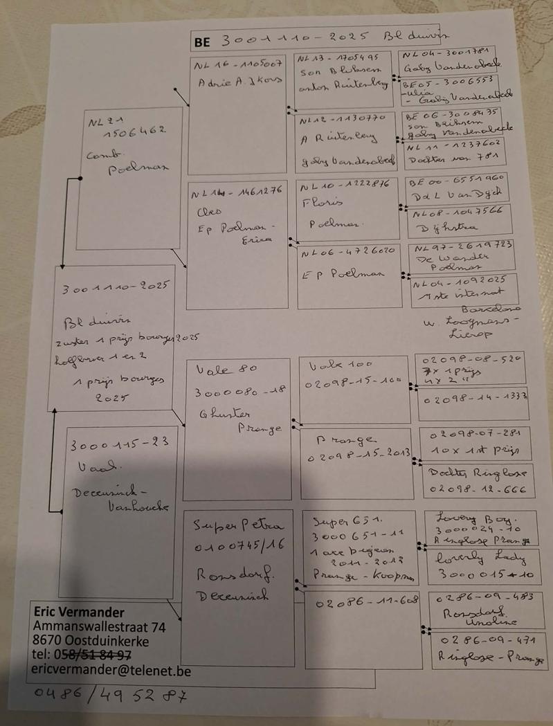 pedigree VERMANDER ERIC Oostduinkerke - duivin ter plaatse