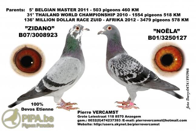 VERCAMST PIERRE  Anzegem - op afspraak - Familie