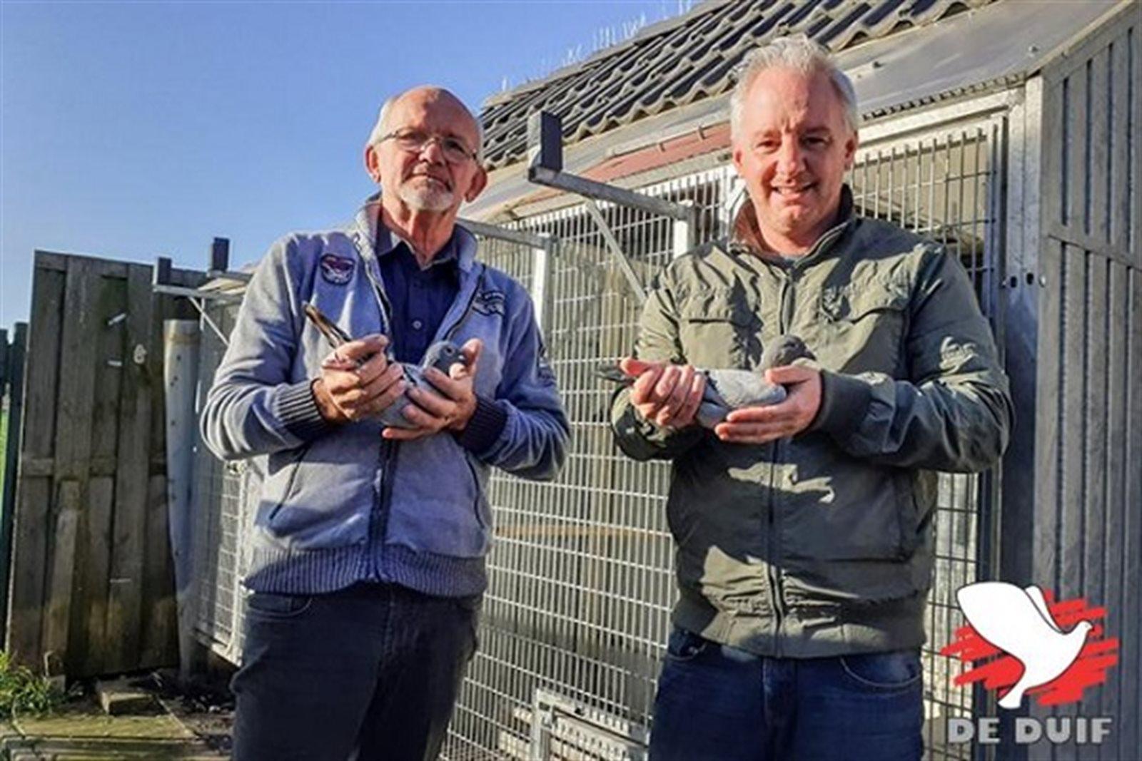 14: Claeskens Jo (Wolvertem) - jonge duif 2026 OF koppel eieren 2026 naar keuze op afspraak