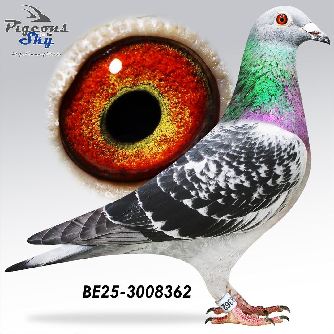 Triple Eight x Sky 95