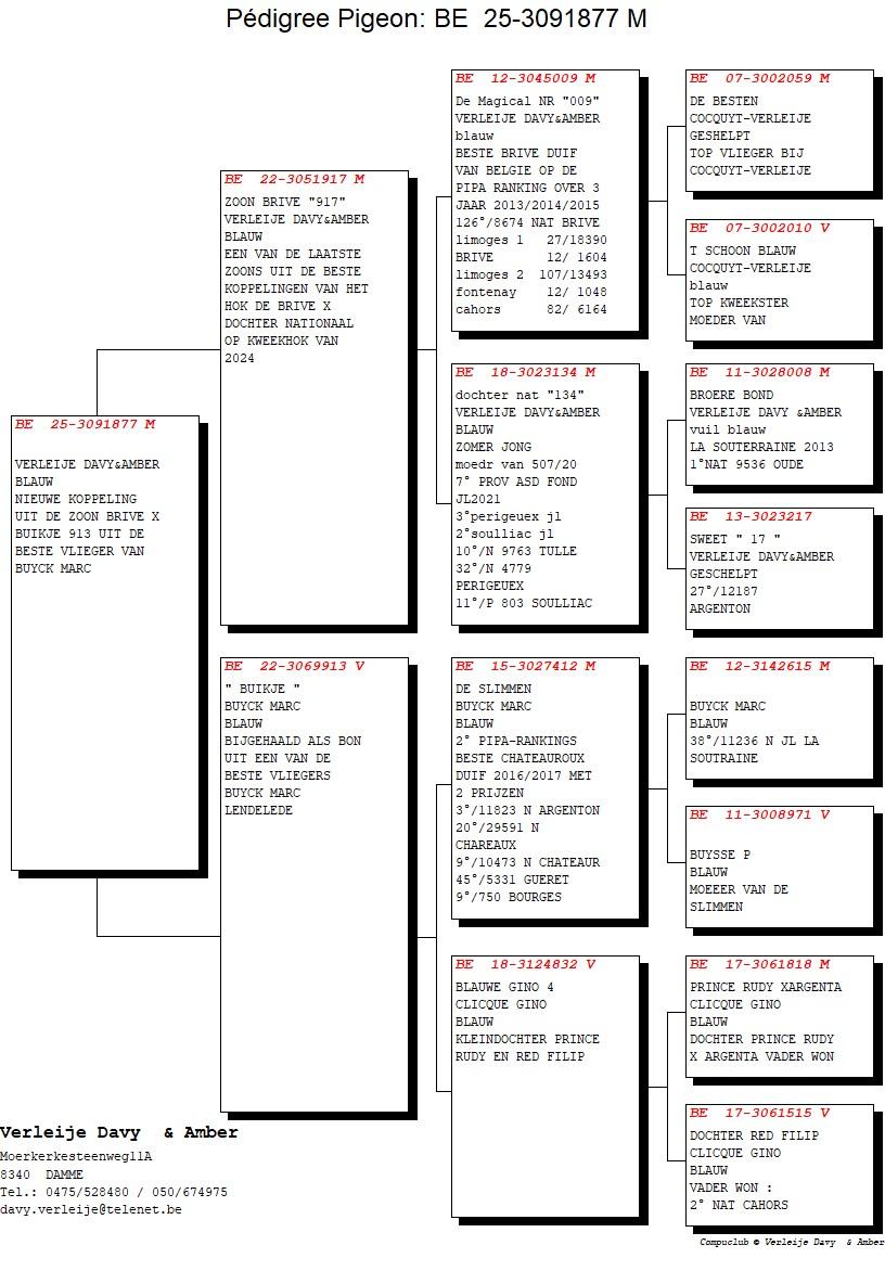 pedigree Zoon Brive 917 x Buikje 