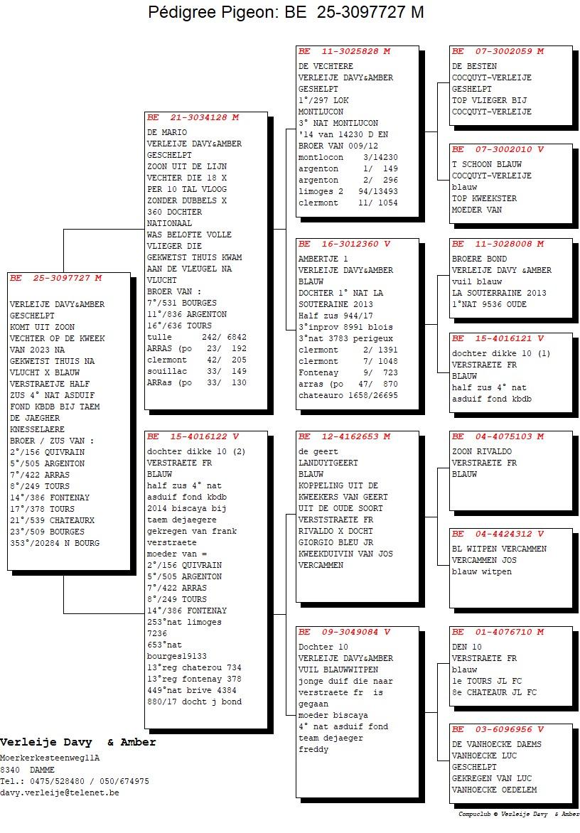 pedigree De Mario x Dochter Dikke 10 