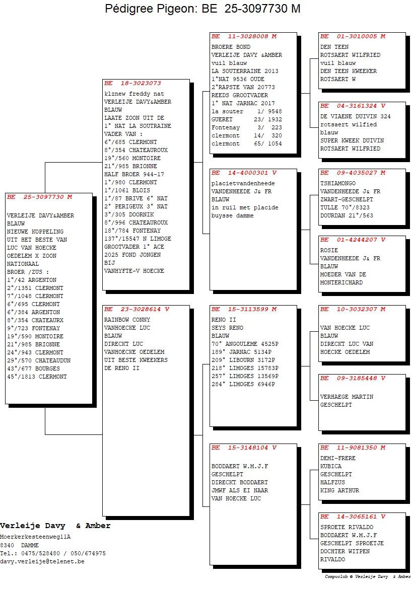 pedigree Kleinzoon New Freddy x Rainbow Conny 