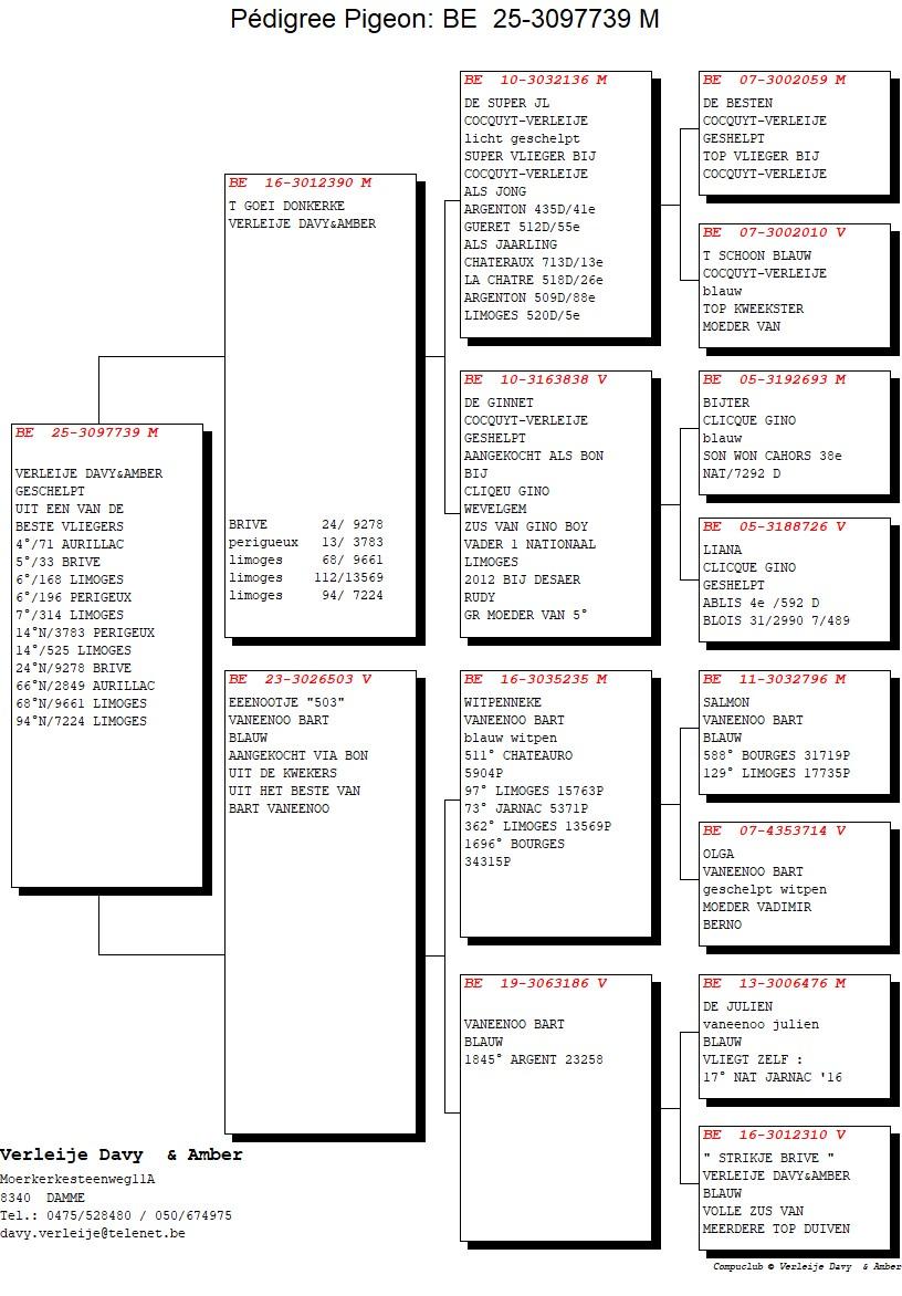 pedigree T Goei Donkere x Eenootje 503 