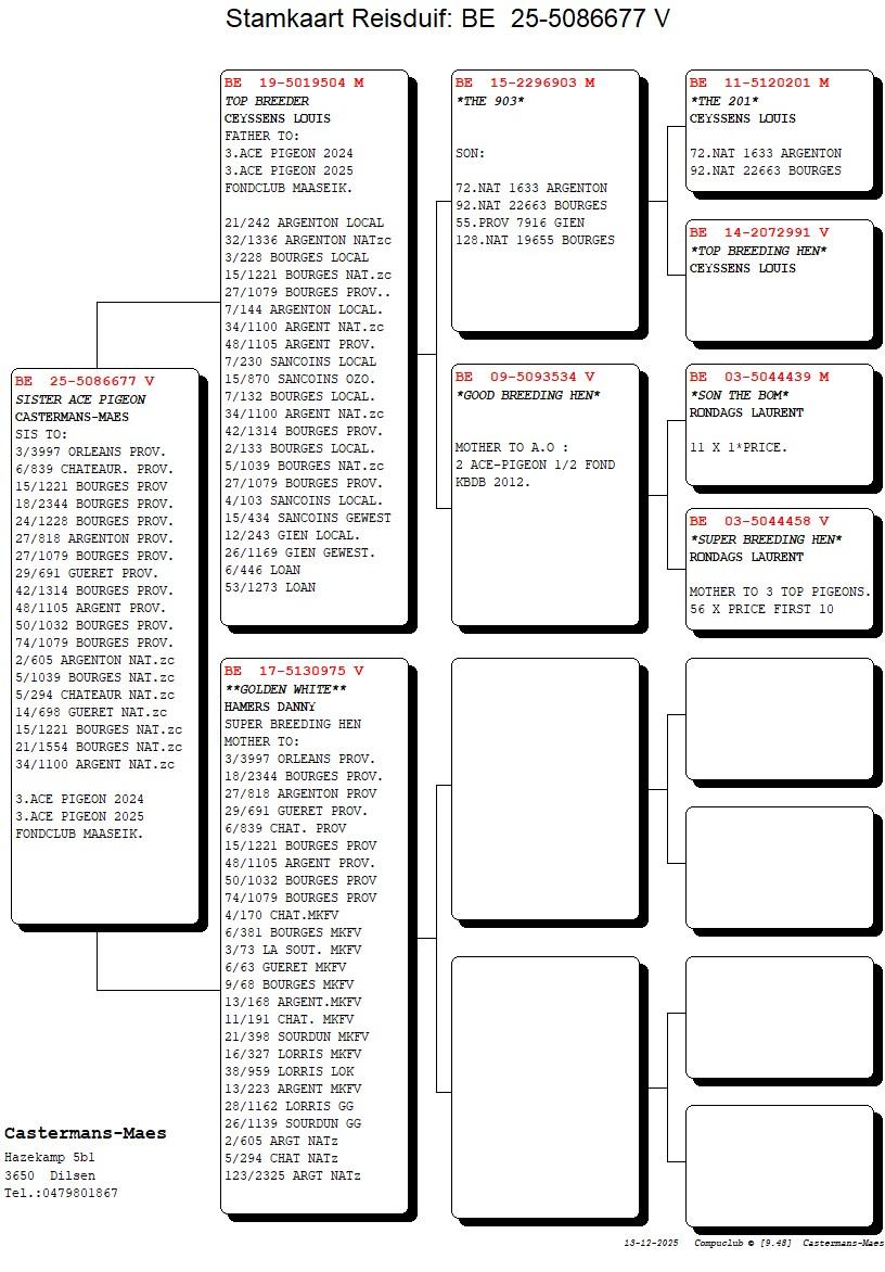 pedigree Sister Ace Pigeon 
