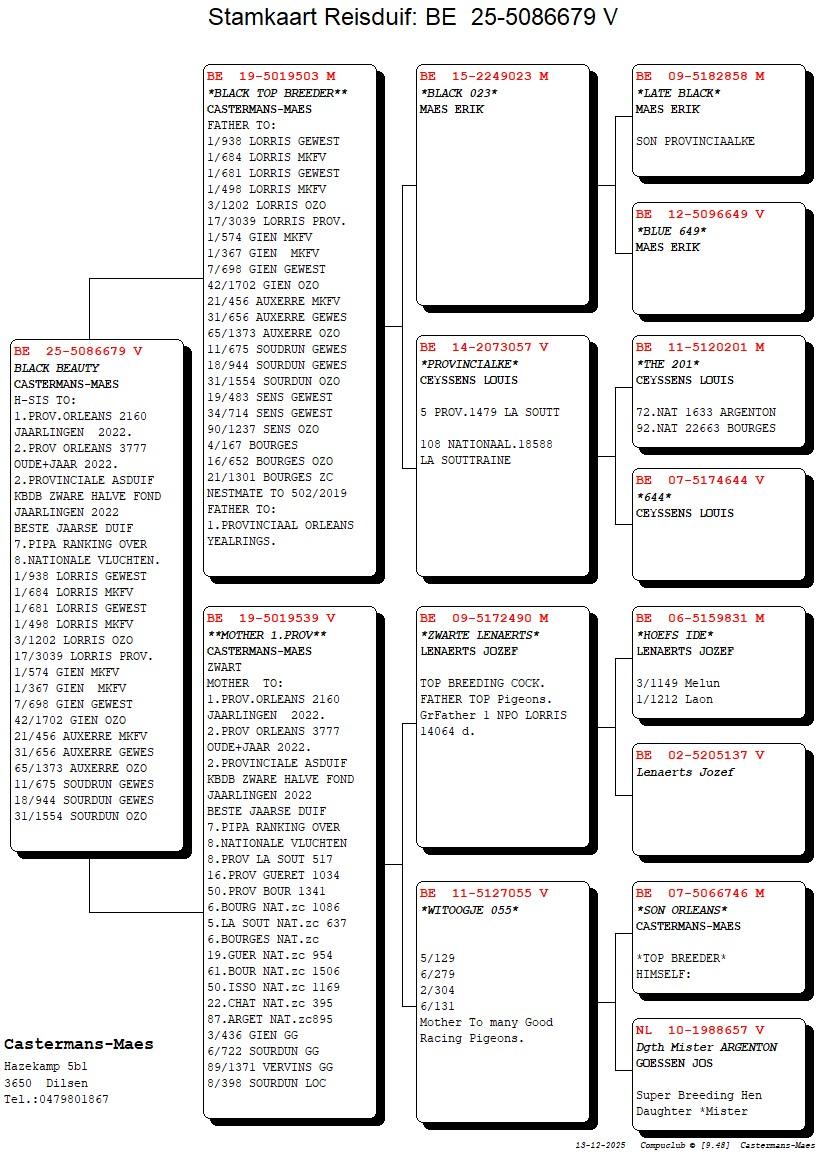 pedigree Black Beauty 