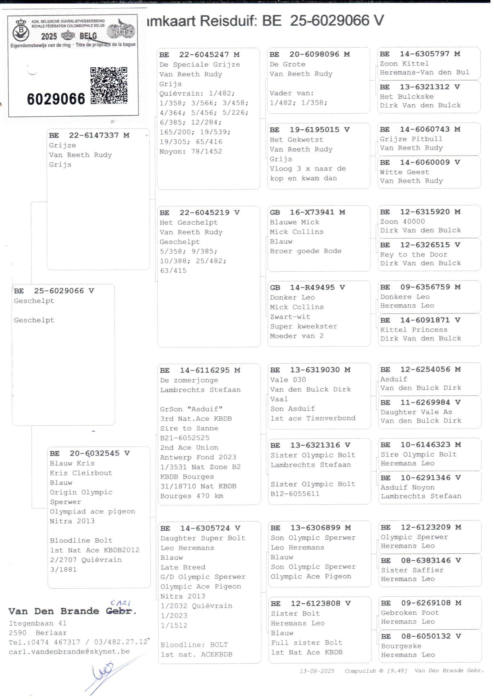 pedigree Zoon De Speciale Grijze x Blauwe Kris 