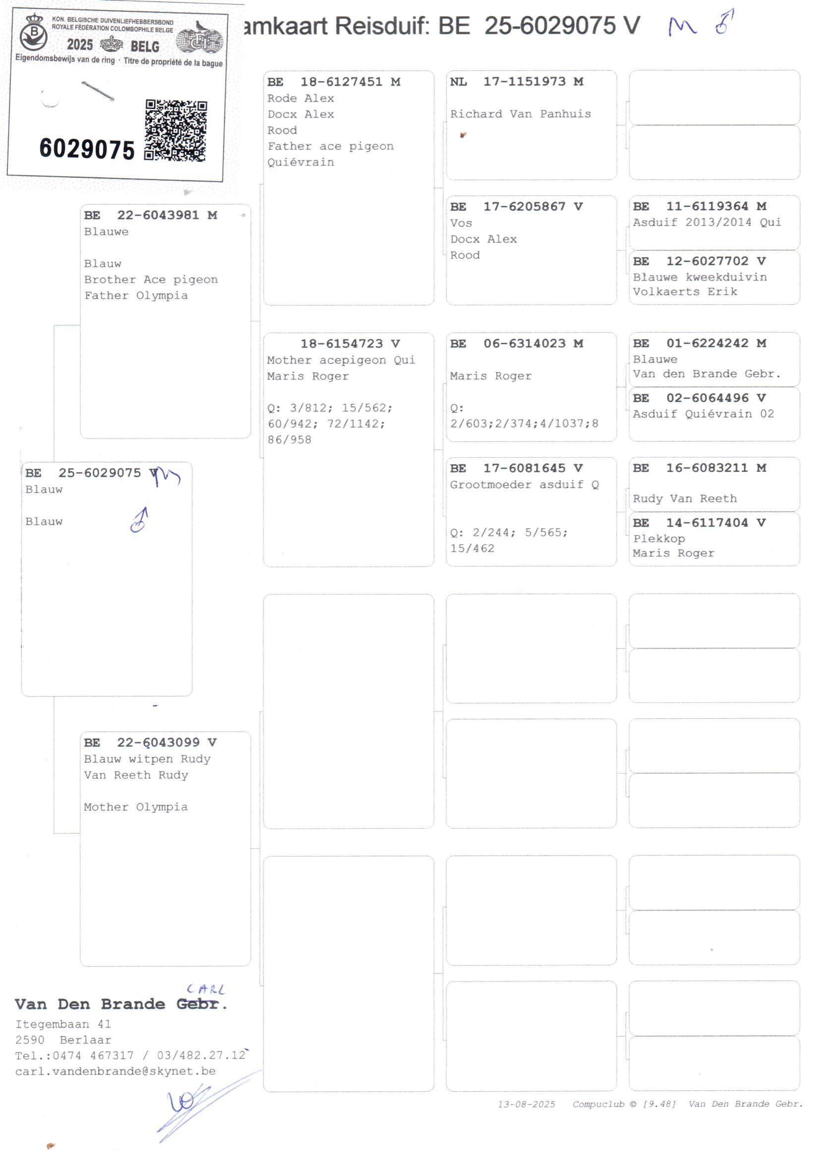 pedigree Zoon vader as Quievrain x Mother Olympia 