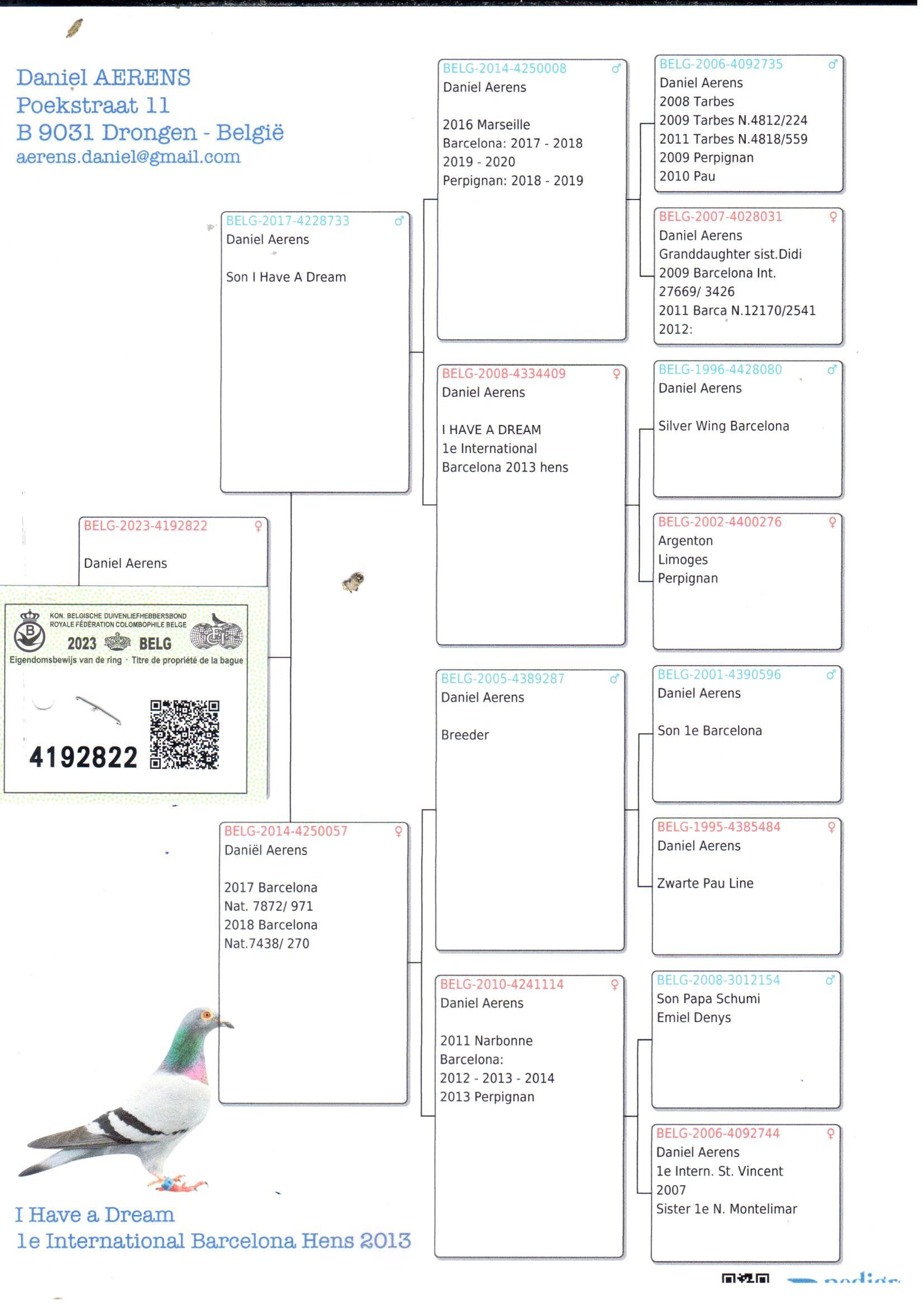 pedigree Zoon I Have A Dream x Lijn 1° Barcelona - Original Daniel Aerens