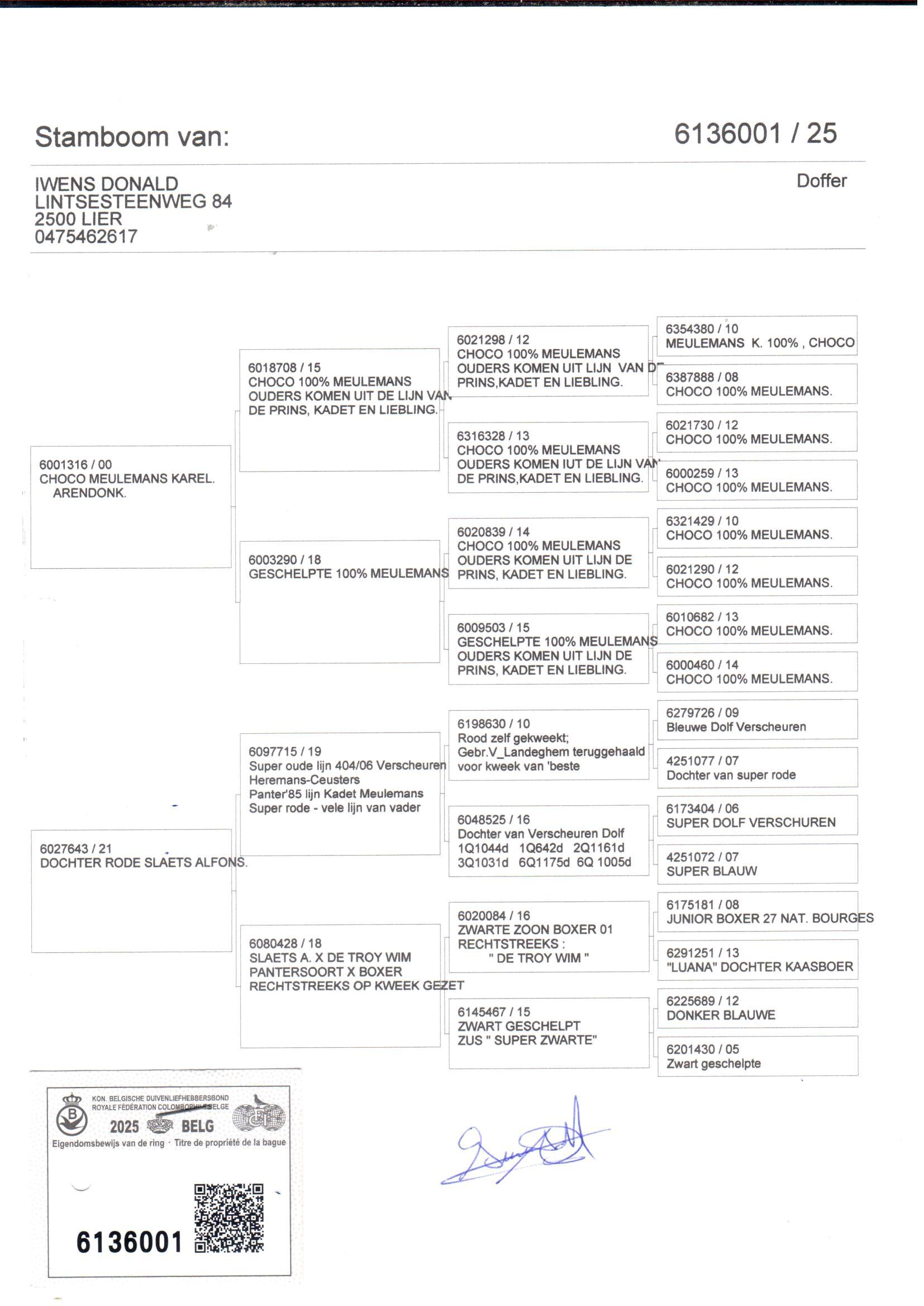 pedigree Lijn Choco x Dochter Rode Slaets Alfons 