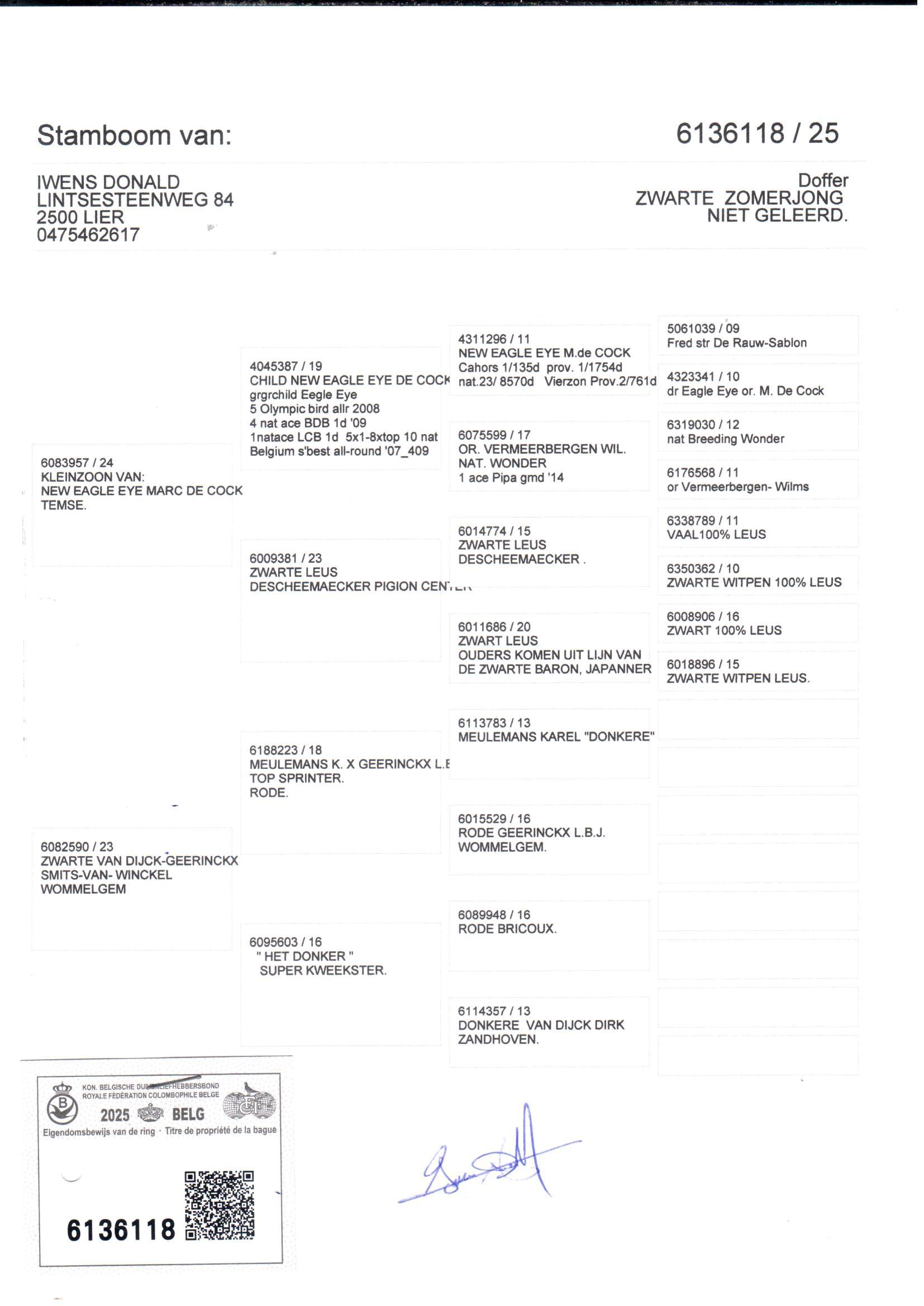 pedigree Kleinzoon new Eagle Eye x Zwarte Van Dijck-Geerinckx 