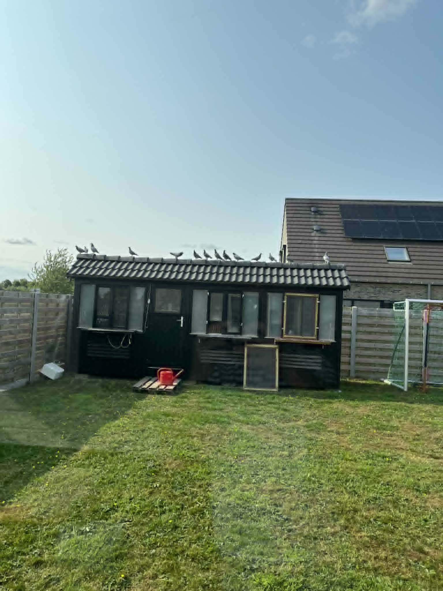 Serge Philips (Lo)  schenkt een jonge duif  2026 op afspraak