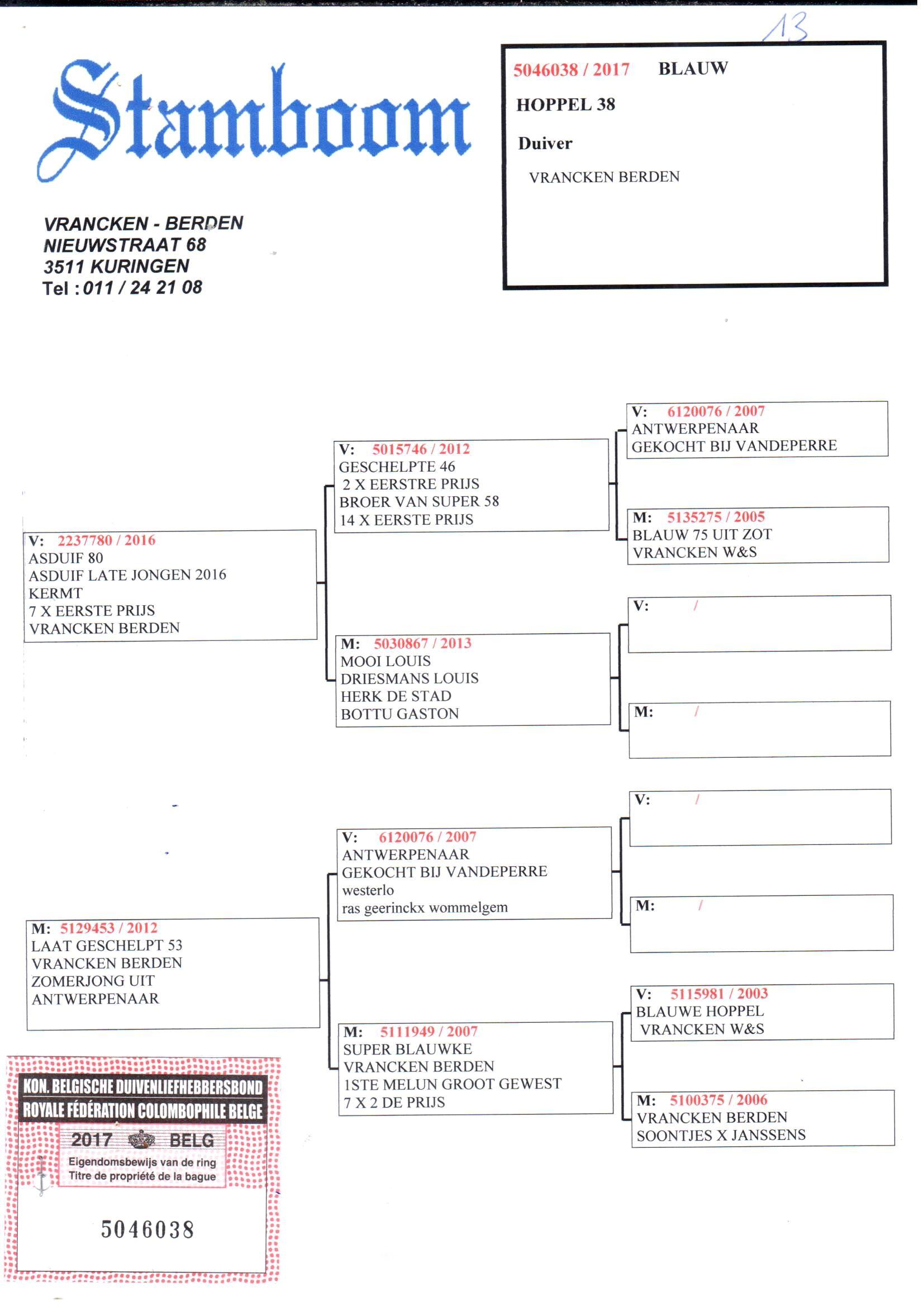 pedigree Asduif 80 x Dochter Antwerpenaar - Original Vrancken-Berden