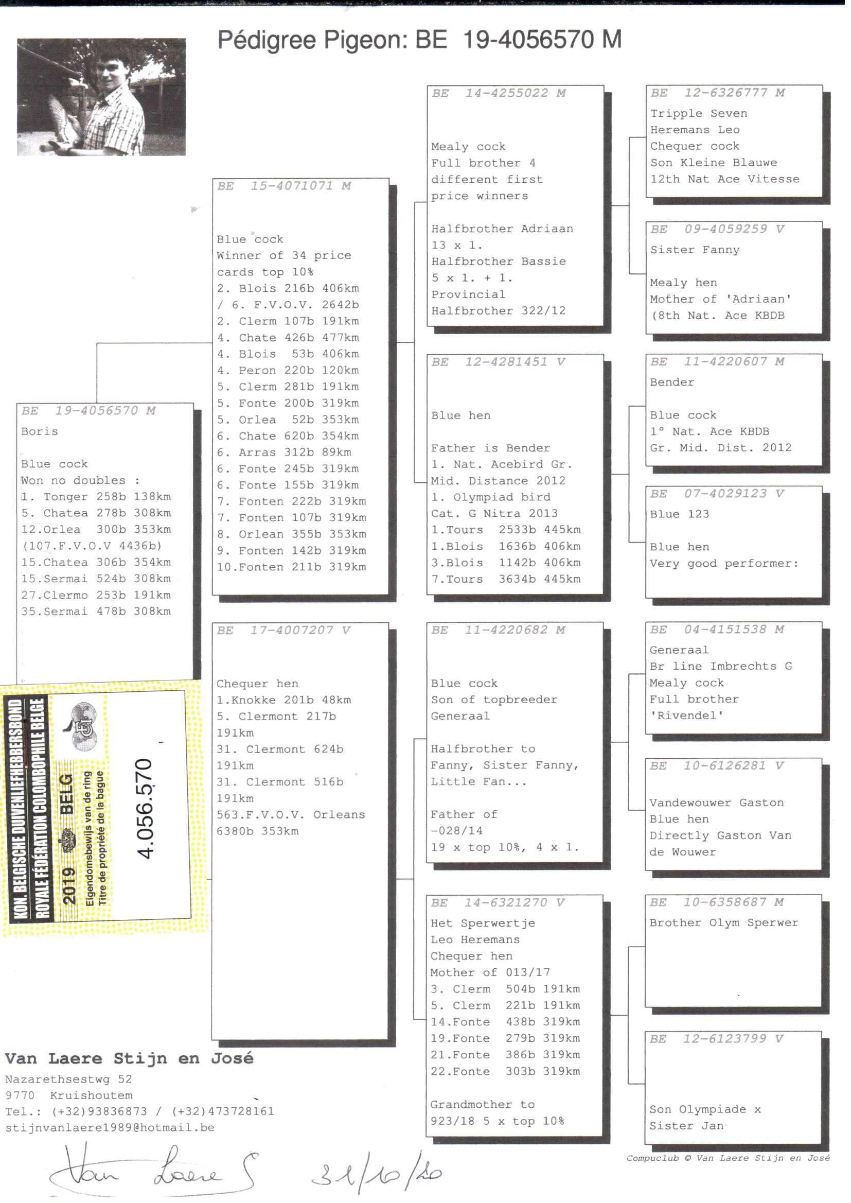 pedigree Boris - Original Van Laere Stijn en José