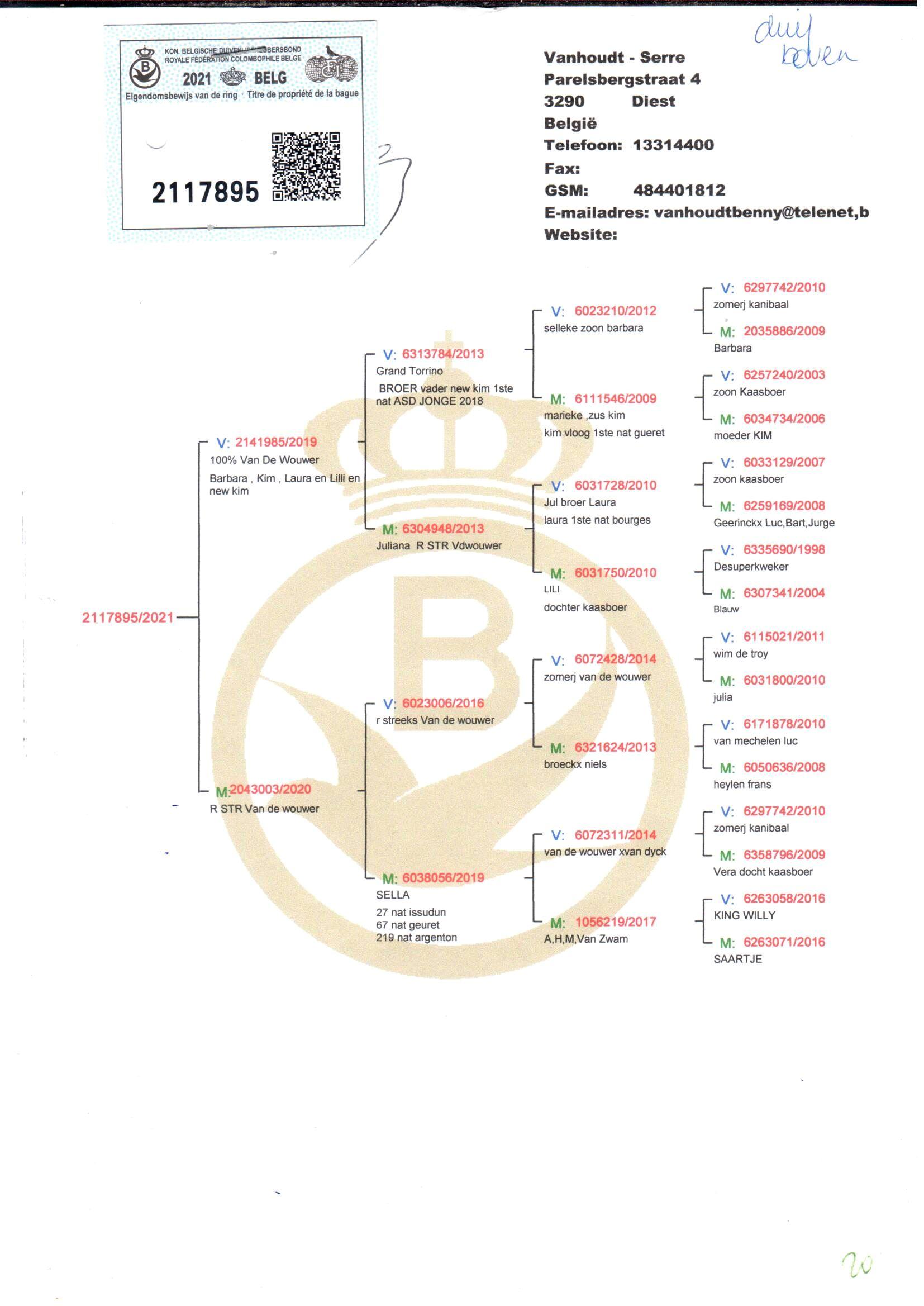pedigree Zoon uit broer vader New Kim x Dochter Sella - Original Vanhoudt-Serre