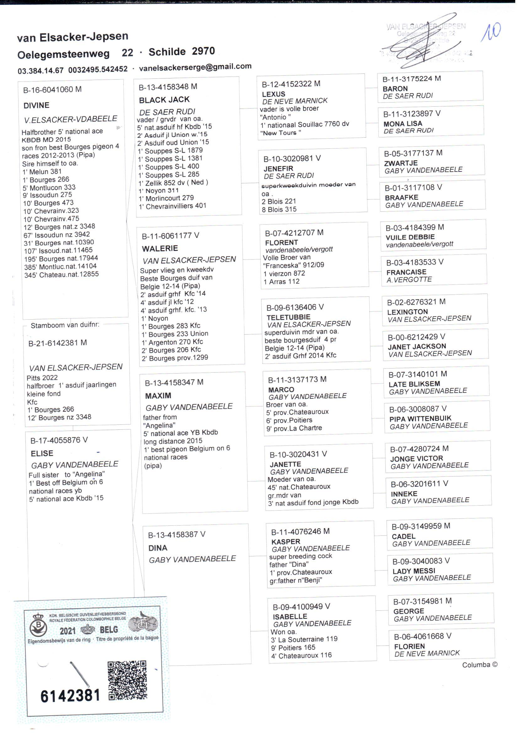 pedigree Divine x Elise - Original Van Elsacker-Jepsen