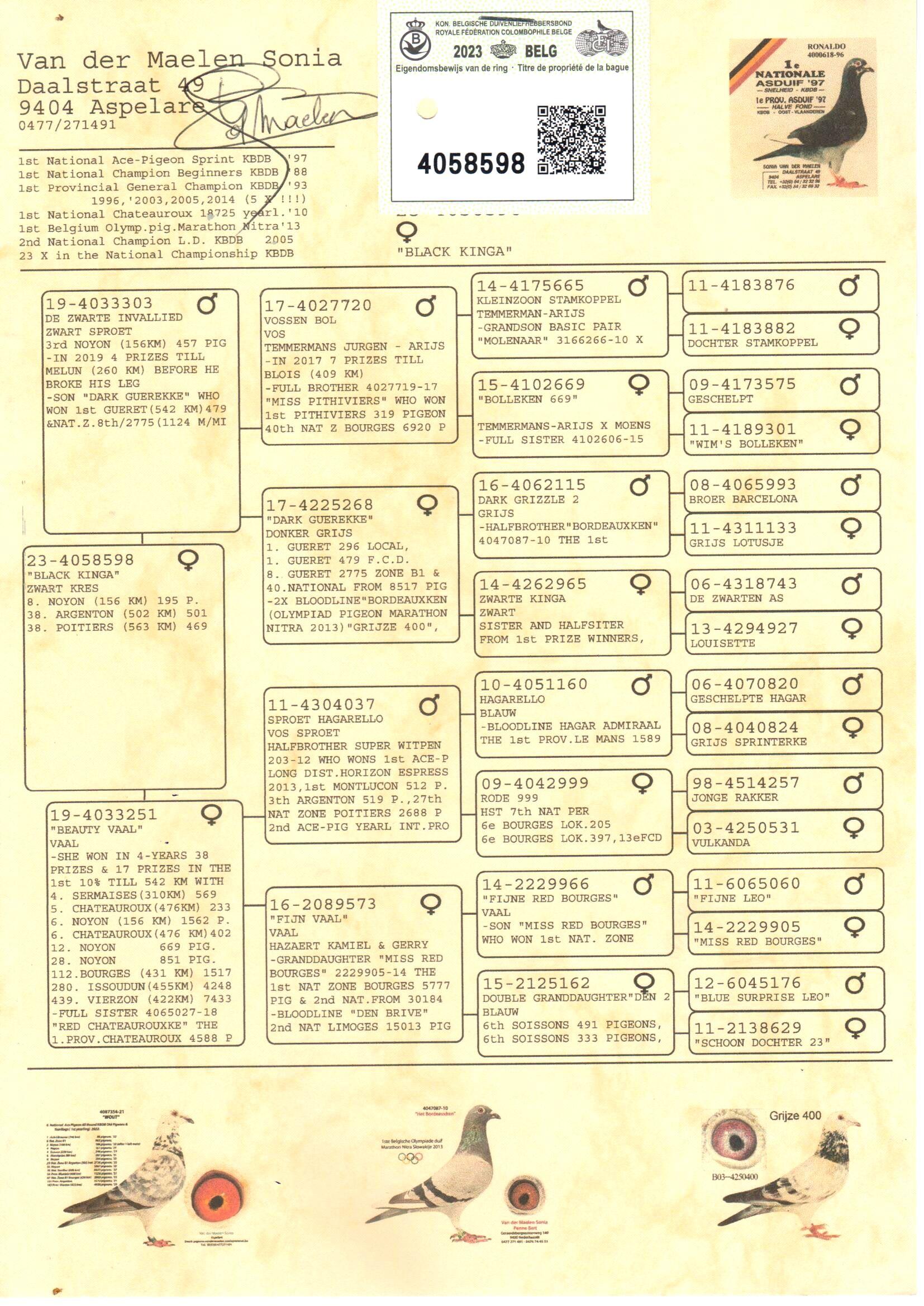 pedigree Black Kinga - Original Van der Maelen Sonia