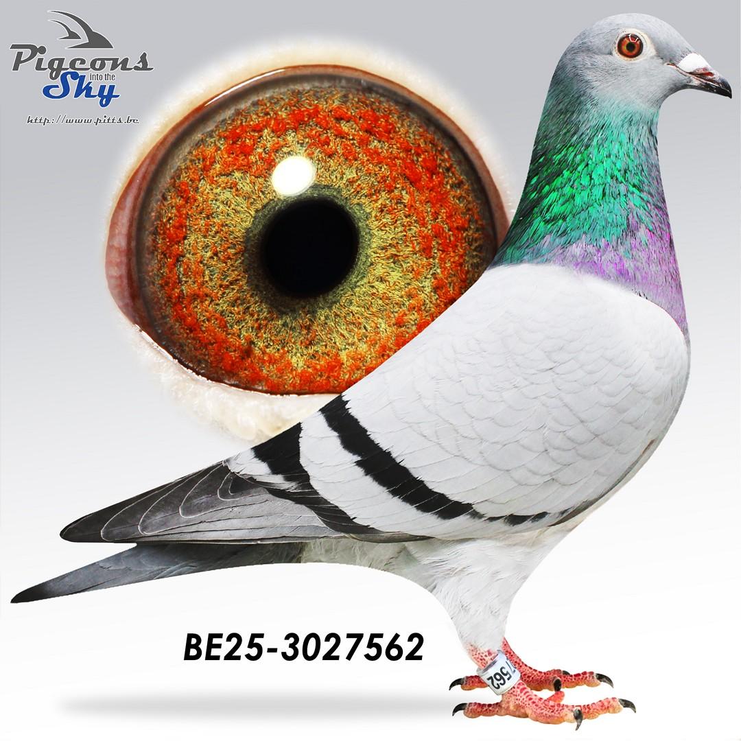 De Paridaen x Dochter Aelbrecht duivin 