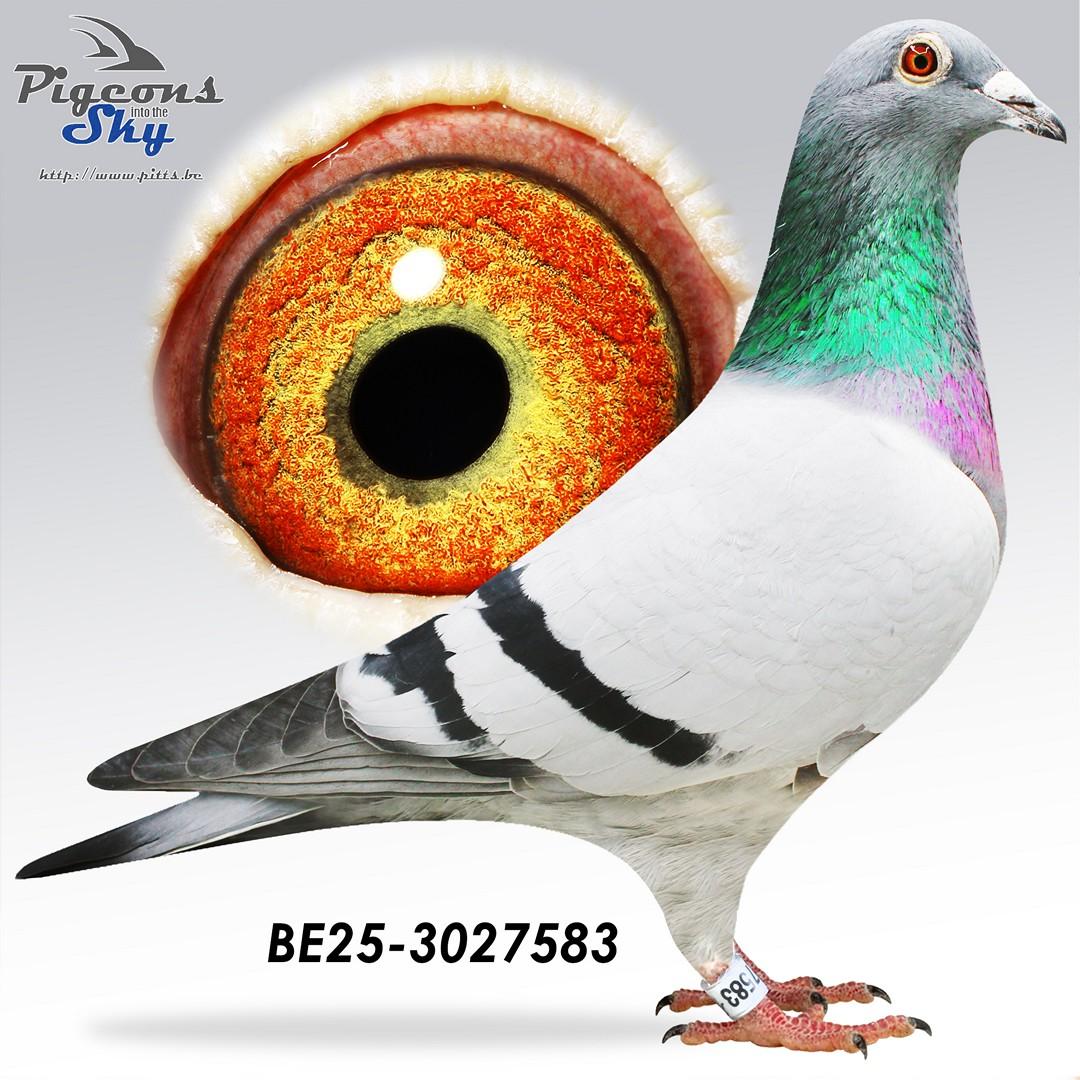 De Blauwe Wim x Dochter Paridaen 