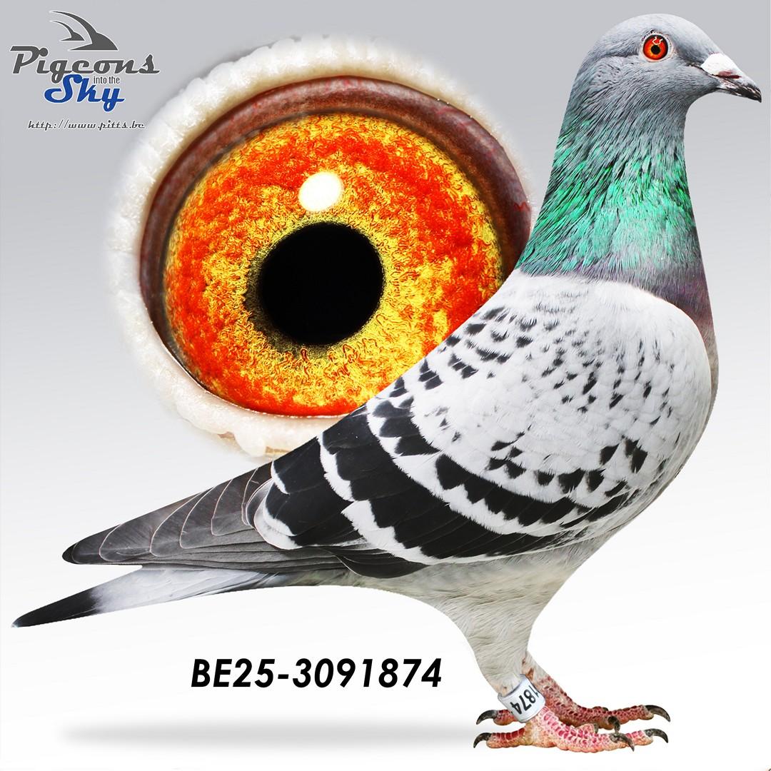 Bacca Joost x T Seynaeveke 