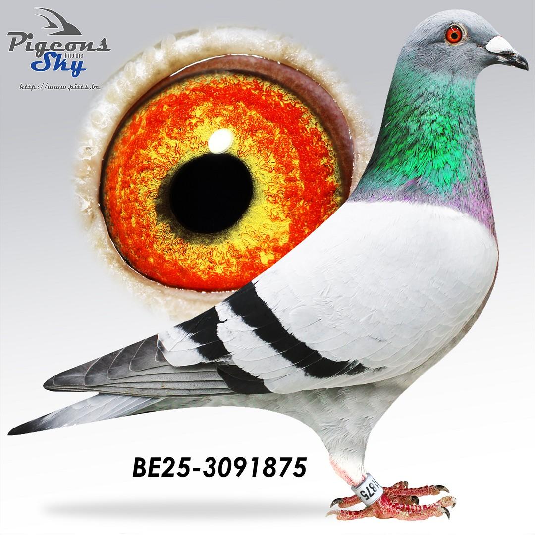 Bacca Joost x T Seynaeveke 