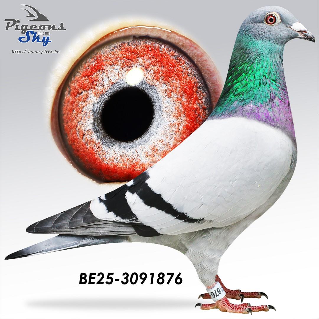 Zoon Brive 917 x Buikje 