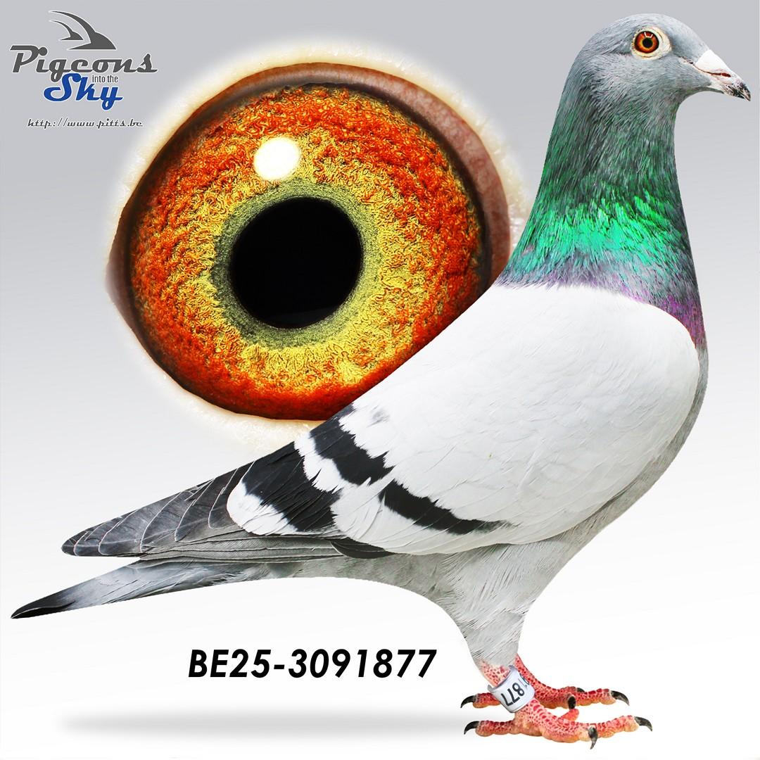 Zoon Brive 917 x Buikje 