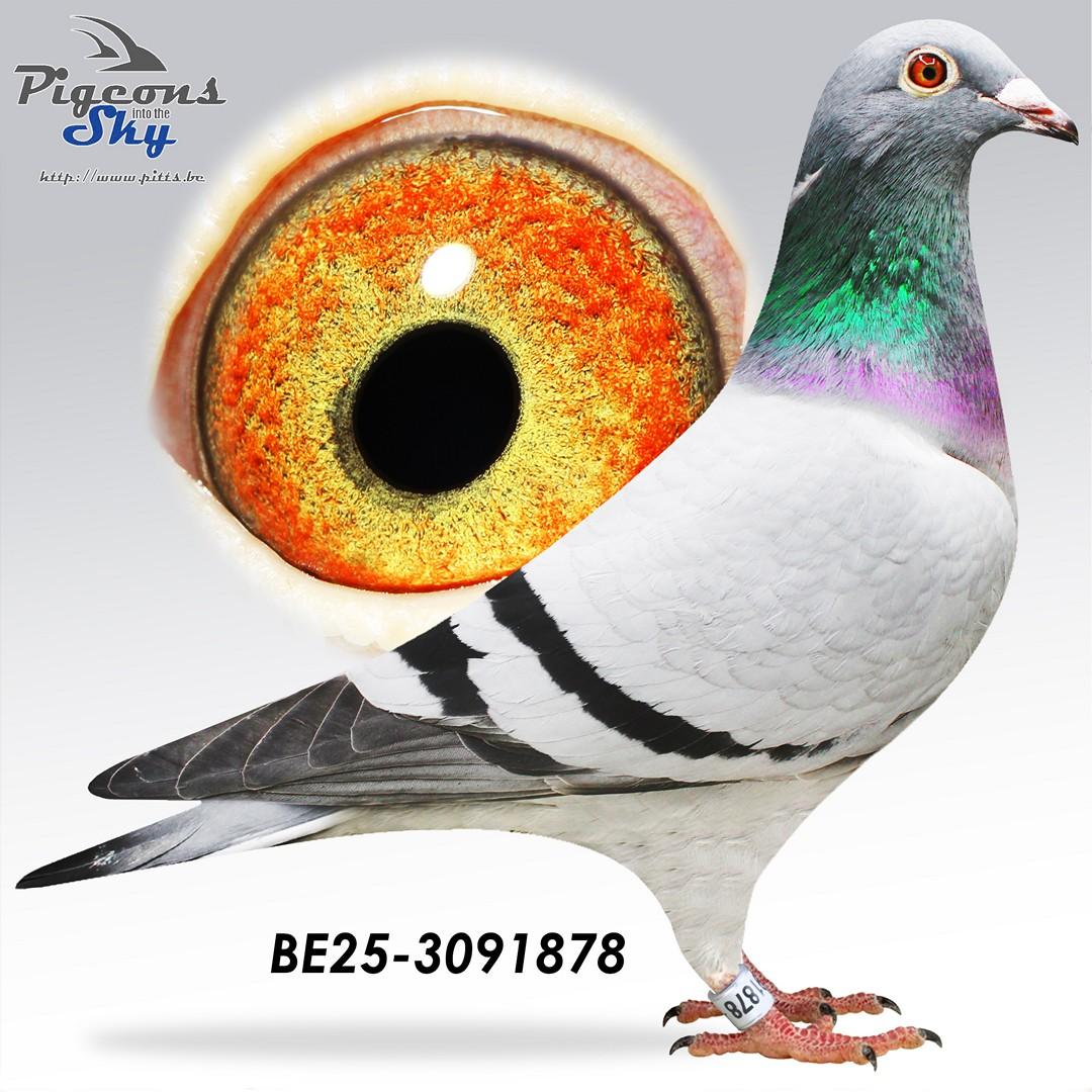 Broer Brive x Laatje 394 