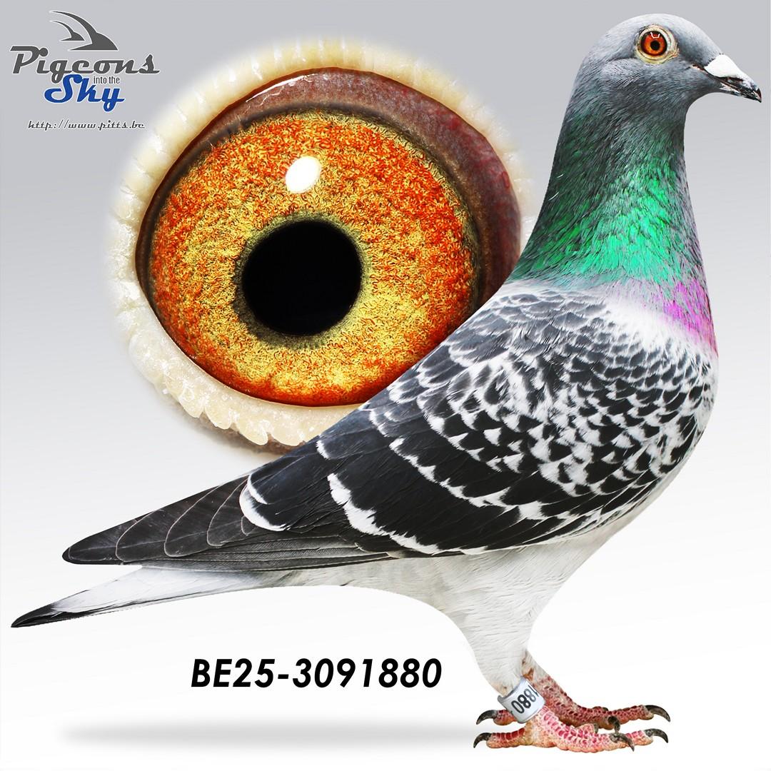 Vinckeplacied 880 x Laatste Nationaal 