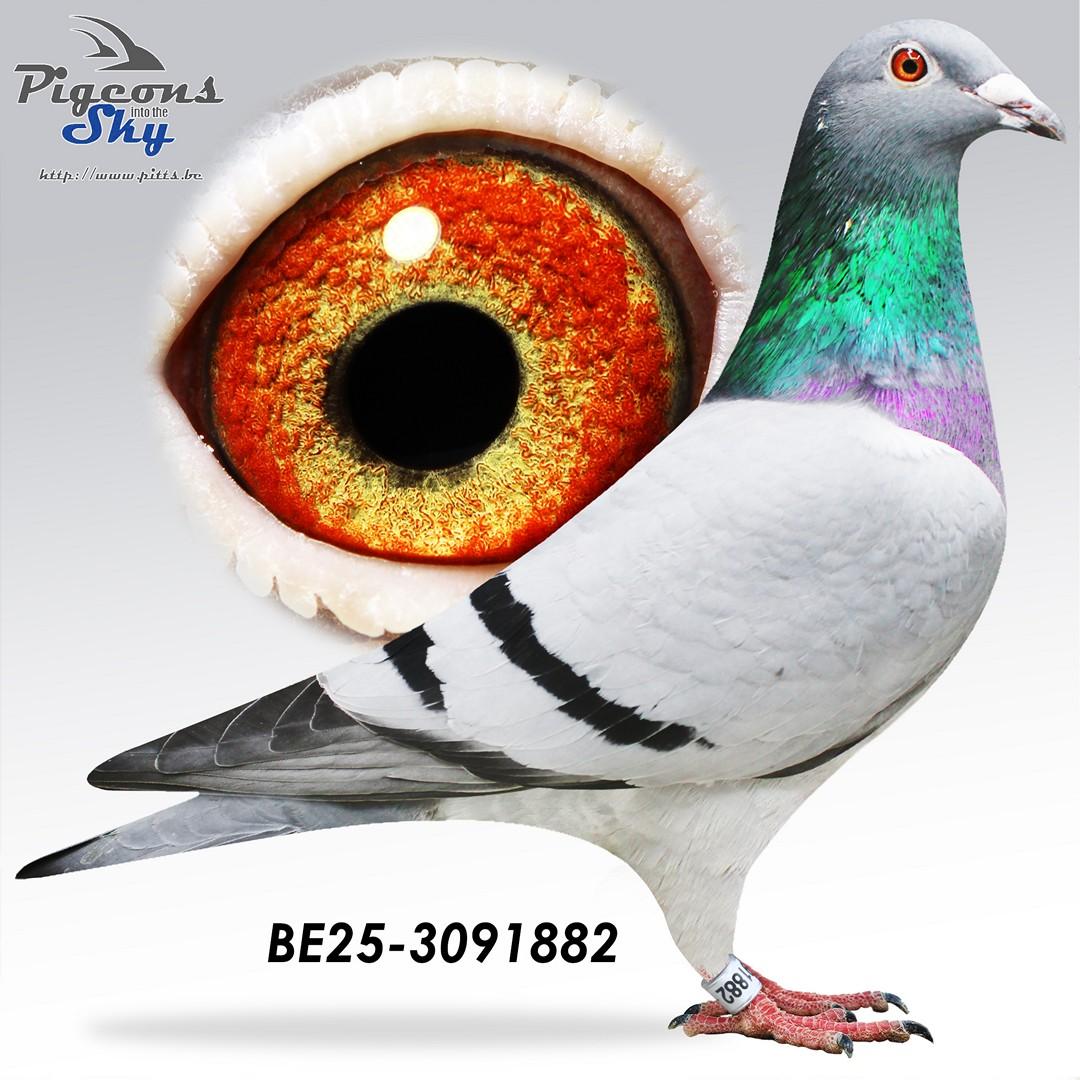 Zoon Brive x T Schatouuke 