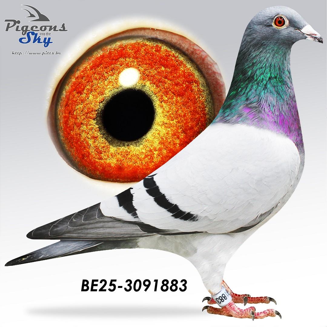 Zoon Brive x T Schatouuke 