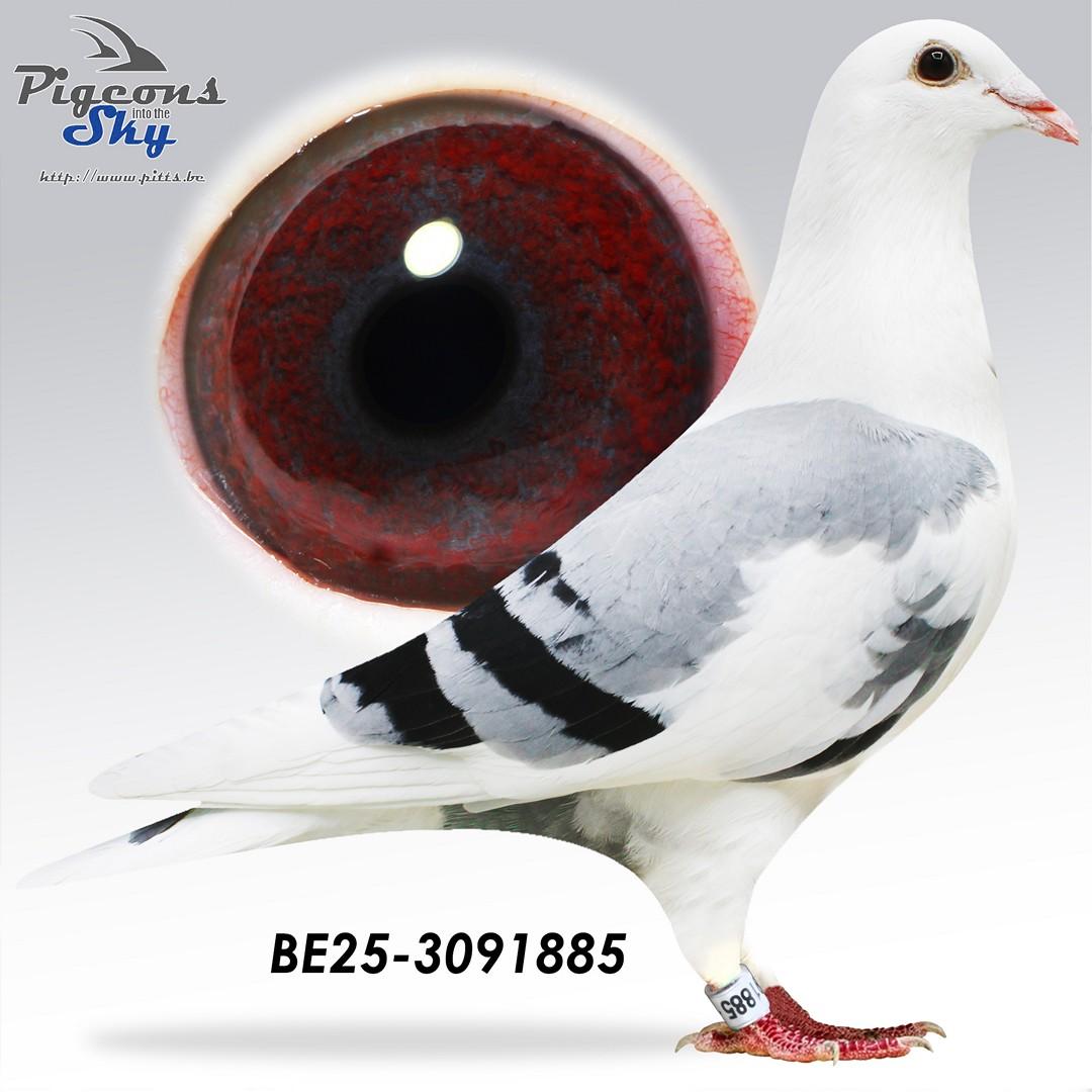 Bonte Loobuyck x Het Bonte Saytijdje 