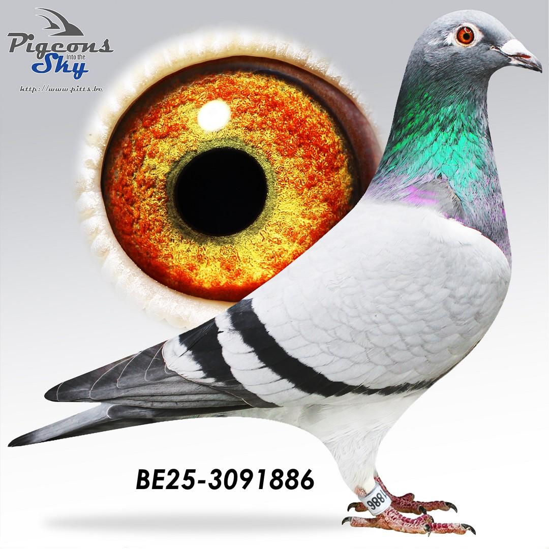 Zoon De Besten x Zus Miel 