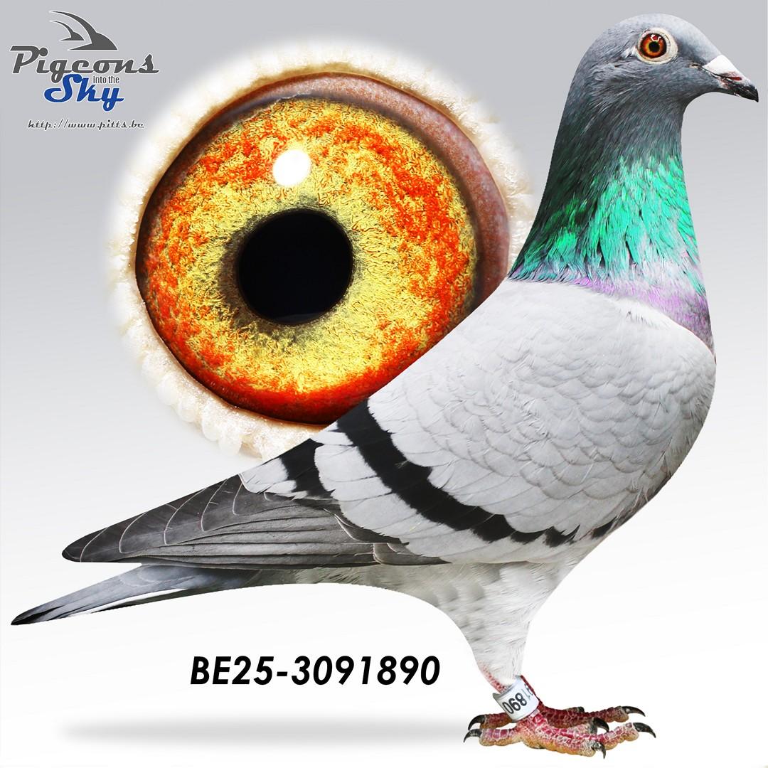 Blauwe Raket x Rooberta 