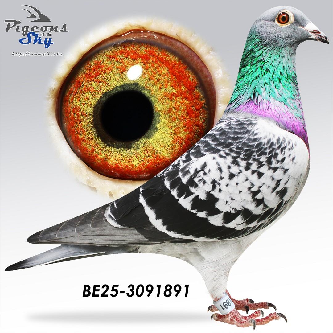 Blauwe Raket x Rooberta 