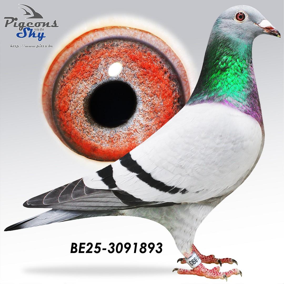 Zoon 1° Nat Perigueux x De Brive 352 