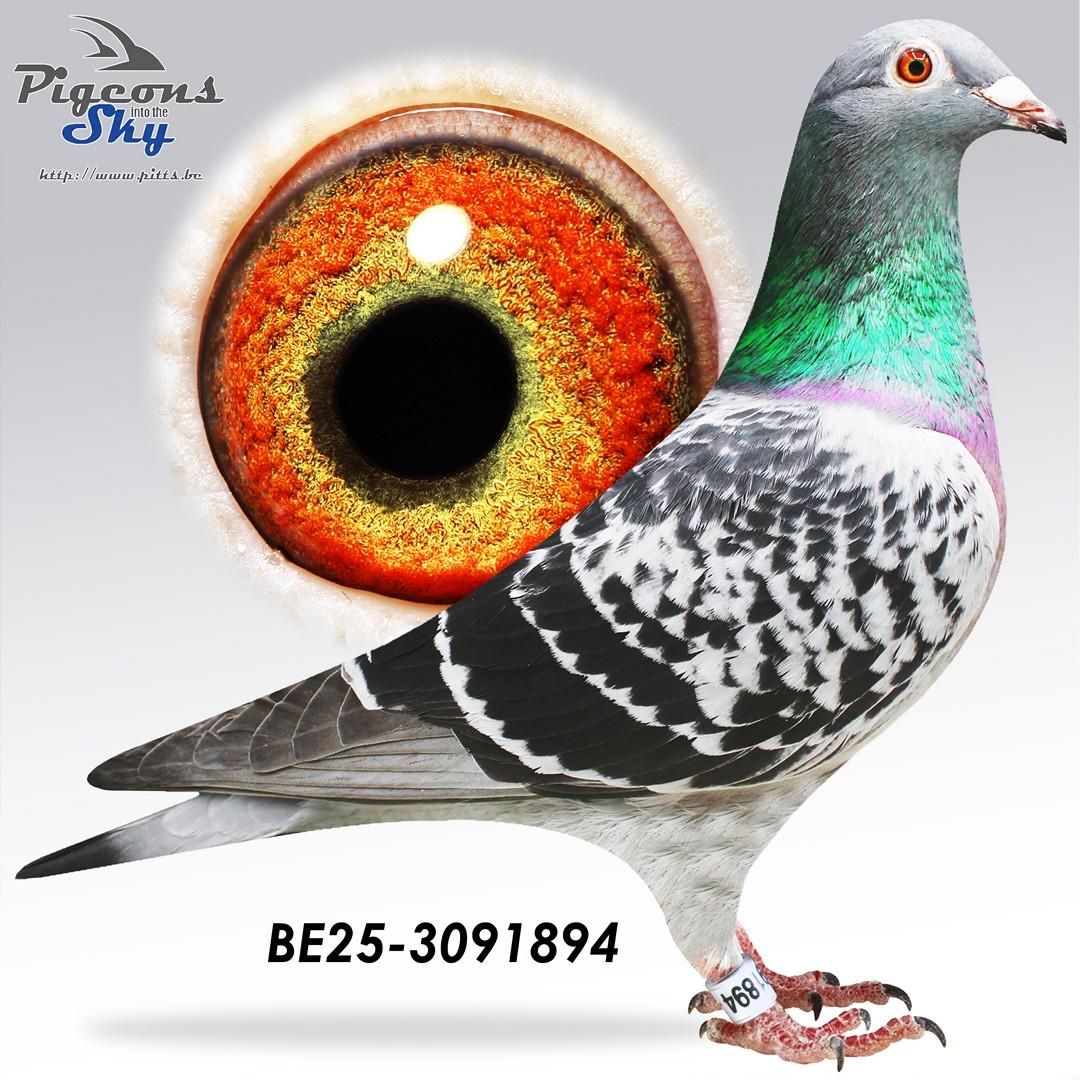 Zoon 1° Nat La Souterraine x Creonee Ginnetje 