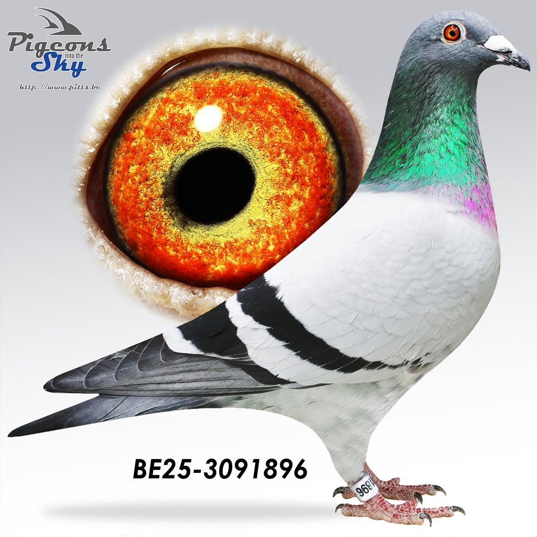 Hulk 07 x Tikje Balebeer 