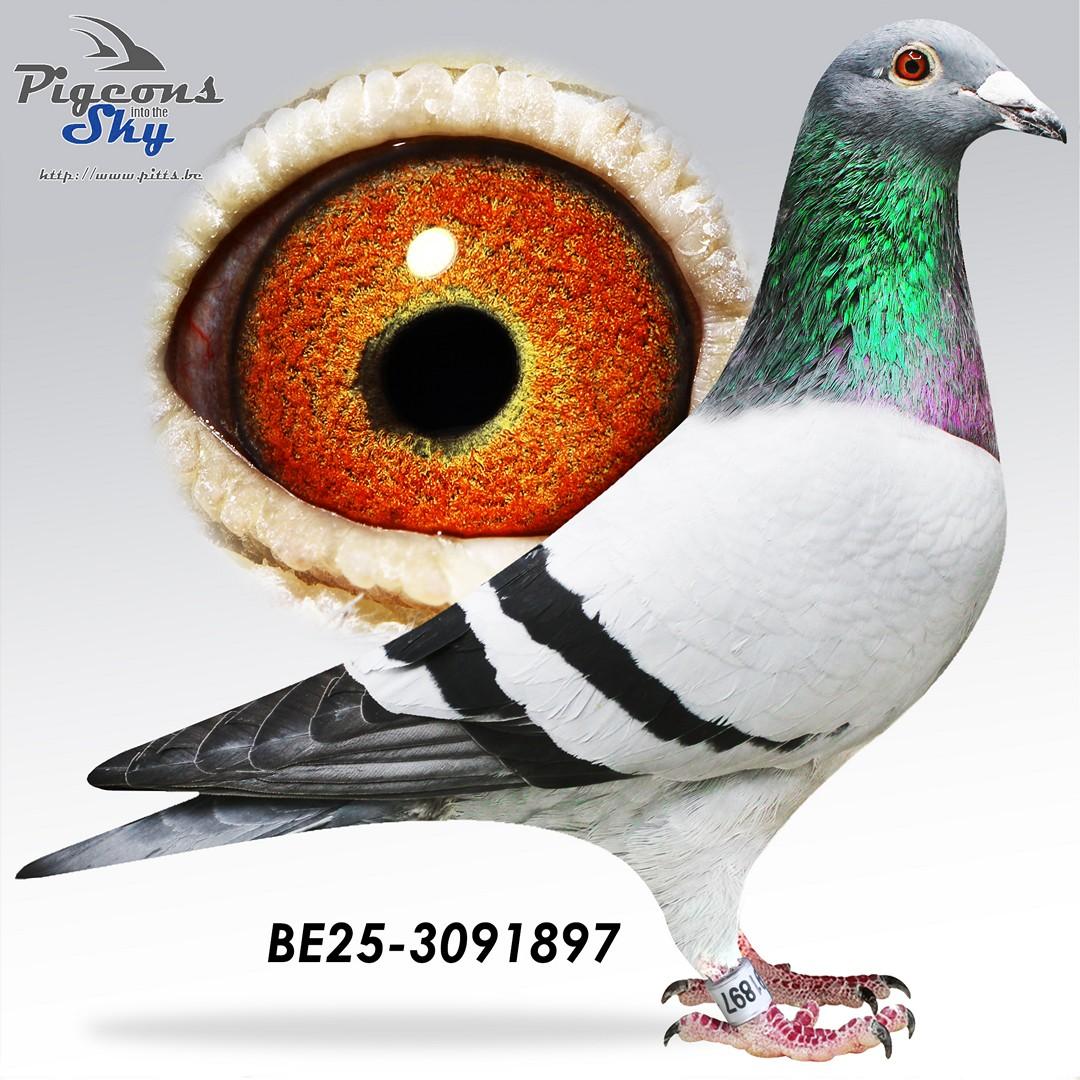 Hulk 07 x Tikje Balebeer 