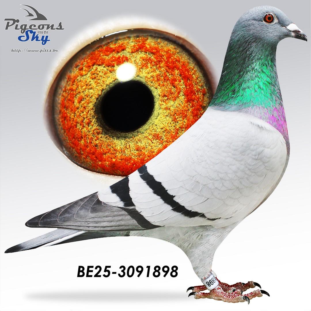 BE25-3091898 