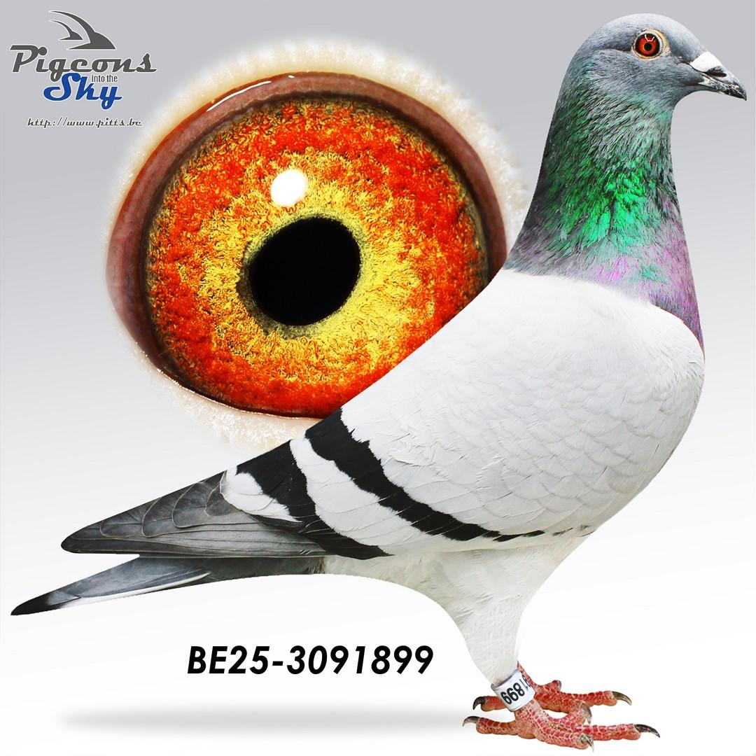 De Paridaen x Dochter Aelbrecht duivin 