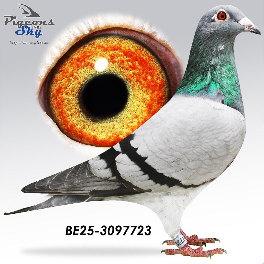 Frulle Brive x Double Superbleu 