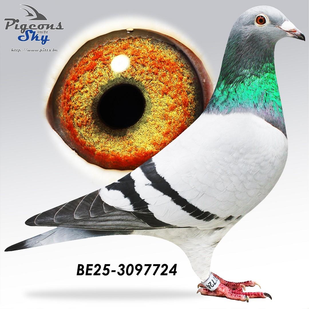 Zoon Vechter 875 x Laatje 388 