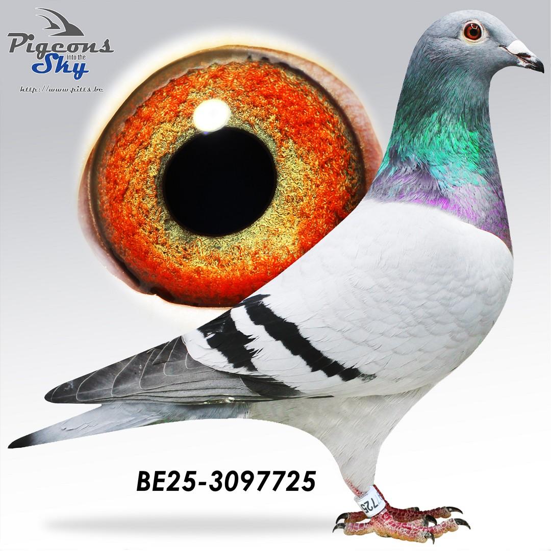 Zoon Vechter 875 x Laatje 388 