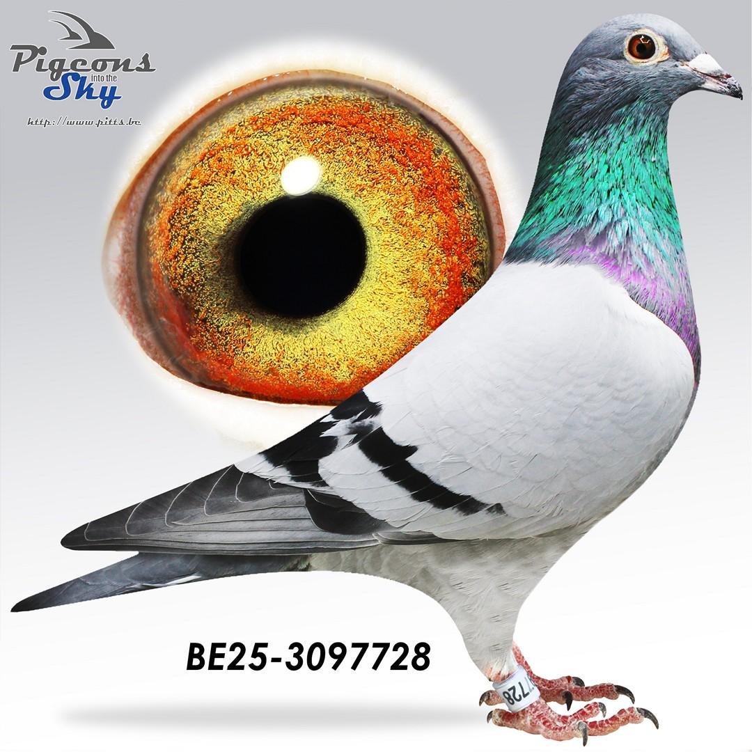 Zoon Nat Perigueux x Eefje 